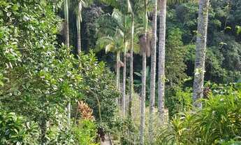 Imagem 3: SITIO RESIDENCIAL em TERESÓPOLIS - RJ, PESSEGUEIROS