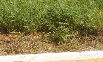 Imagem 5: TERRENO RESIDENCIAL em DEODÁPOLIS - MS, PORTAL DOS IPÊS