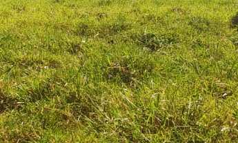 Imagem 5: CHACARA RURAL em DEODÁPOLIS - MS, Portal dos ipês