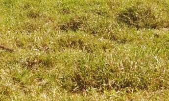 Imagem 3: CHACARA RURAL em DEODÁPOLIS - MS, Portal dos ipês