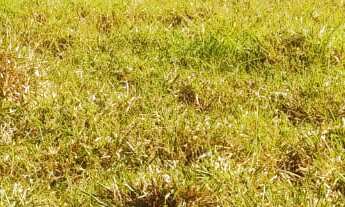 Imagem 7: CHACARA RURAL em DEODÁPOLIS - MS, Portal dos ipês