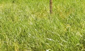 Imagem: TERRENO RESIDENCIAL em DEODÁPOLIS - MS