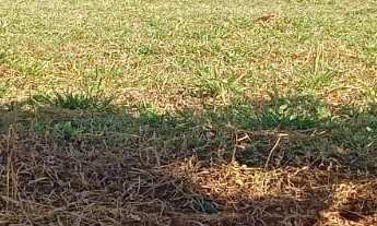 Imagem 3: TERRENO RESIDENCIAL em DEODÁPOLIS - MS, Portal dos ipês