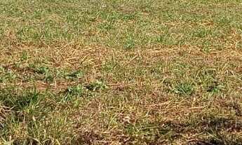 Imagem 4: TERRENO RESIDENCIAL em DEODÁPOLIS - MS, Portal dos ipês