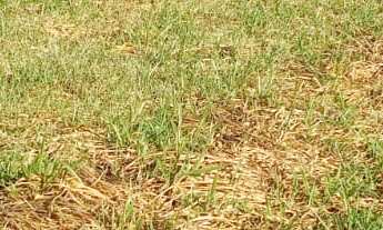 Imagem 3: TERRENO RESIDENCIAL em DEODÁPOLIS - MS, Portal dos Ipes