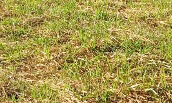 Imagem 6: TERRENO RESIDENCIAL em DEODÁPOLIS - MS, Portal dos Ipes