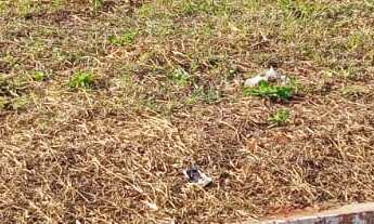 Imagem 2: TERRENO RESIDENCIAL em DEODÁPOLIS - MS, Portal dos Ipes