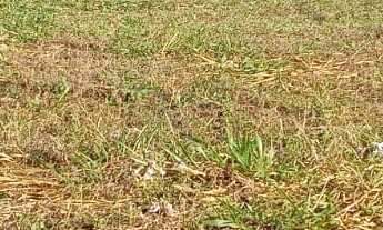 Imagem 6: TERRENO RESIDENCIAL em DEODÁPOLIS - MS, Portal dos ipês