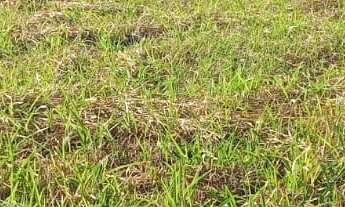 Imagem 5: TERRENO RESIDENCIAL em DEODÁPOLIS - MS, Portal dos Ipes