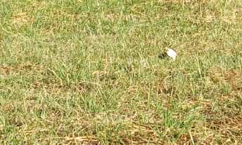 Imagem: TERRENO RESIDENCIAL em DEODÁPOLIS - MS