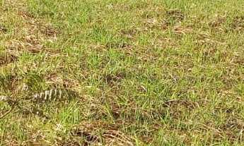 Imagem 4: TERRENO RESIDENCIAL em DEODÁPOLIS - MS, Portal dos Ipes