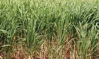 Imagem: SITIO RURAL em DEODÁPOLIS - MS, Rural