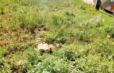 Imagem 5: TERRENO RESIDENCIAL em Deodápolis - MS, Jardim Bastos