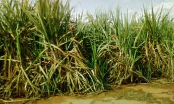 Imagem: OPORTUNIDADE DE INVESTIMENTO EM NOVA ANDRADINA