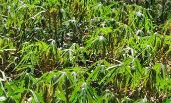 Imagem: SITIO RURAL em DEODÁPOLIS - MS, Zona Rural