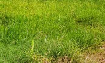 Imagem 5: TERRENO RESIDENCIAL em DEODÁPOLIS - MS, JD NOSSA SENHORA DA CONCEIÇÃO