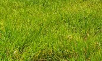 Imagem 3: TERRENO RESIDENCIAL em DEODÁPOLIS - MS, JD NOSSA SENHORA DA CONCEIÇÃO