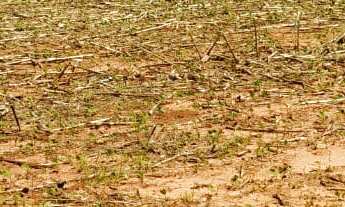 Imagem: SITIO RURAL em GLÓRIA DE DOURADOS - MS