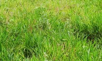 Imagem: TERRENO RESIDENCIAL em DEODÁPOLIS - MS