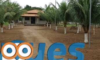 Imagem 5: Sitio para venda na Asa Branca - Pedra Ferrada com 2 tarefas e meia