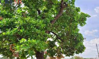 Imagem 5: Vendo terreno no parque dos Ipês em Balsas no Maranhão
