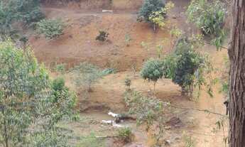 Imagem 7: SITIO RURAL em DOMINGOS MARTINS - ES, PEROBAS