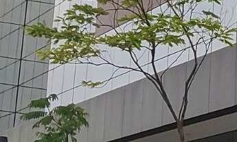 Imagem 2: Alugo Sala Comercial no Edífício Navarro Building com 274m². Raridade. Pronta!