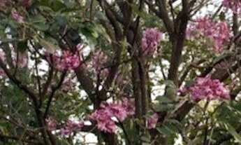 Imagem 6: Chácara no Jardim das Acácias com 5.000m² de terreno em excelente localização! Privacidade