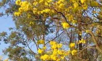 Imagem: Chácara no Jardim das Acácias com 5.000m²