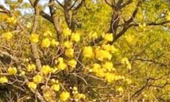 Imagem 2: Chácara no Jardim das Acácias com 5.000m² de terreno em excelente localização! Privacidade