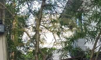 Imagem 5: CASA RESIDENCIAL em SANTOS - SP, BOQUEIRÃO