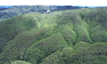 Imagem: FAZENDA COM REFLORESTAMENTO EUCALIPTOS