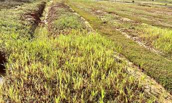Imagem 3: Ótimo terreno no Loteamento Piçarras Park!