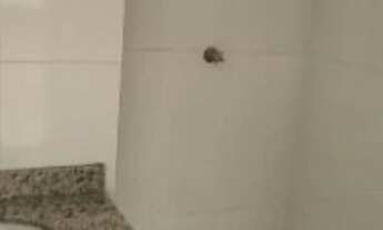 Imagem 3: Apartamento para locação com dois quartos na Cidade Líder!