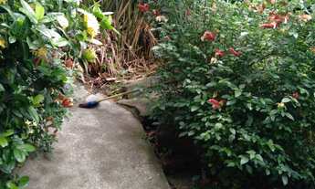 Imagem 5: Terreno 270 metros na Vila Formosa!