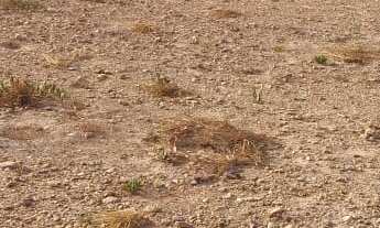 Imagem 4: Águas Quentes Samambaia Terreno 1000m² Água Energia Pronta para Construir