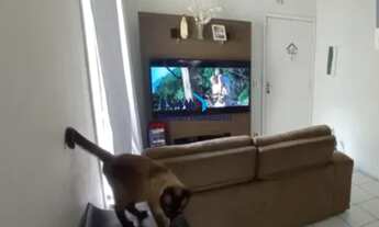 Imagem 2: Apartamento de 2 Quartos a Venda no Condomínio Residencial Caiapó I