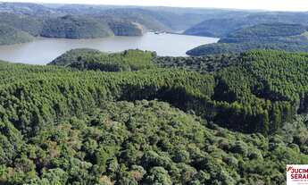 Imagem: FAZENDA DE EUCALIPTO A VENDA EM ANITA GARIBALDI