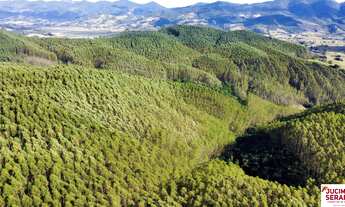 Imagem: Fazenda de Eucalipto a venda em Imaru Reflorestamento