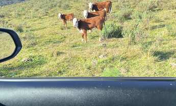 Imagem 7: FAZENDA A VENDA EM SÃO JOSÉ DOS AUSENTES