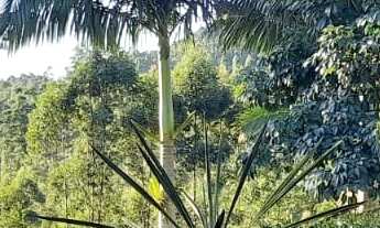 Imagem 7: Terreno a venda em Tijucas com pastagem e com excelente estrutura