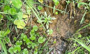 Imagem 3: TERRENO RURAL A VENDA EM SÃO PEDRO DE ALCANTARA SC