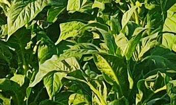 Imagem: FAZENDA A VENDA EM TROMBUDO CENTRAL VALE