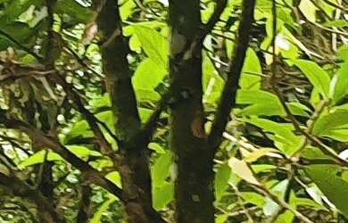 Imagem 5: SITIO COM RIO A VENDA EM CANELINHA