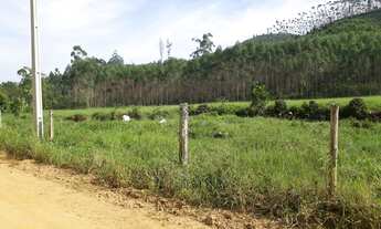 Imagem: TERRENO E REFLORESTAMENTO DE EUCALIPTO A