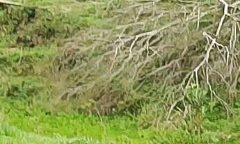 Imagem 4: TERRENO COM CACHOEIRA E NASCENTES EM ÁGUAS MORNAS