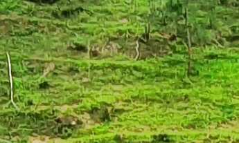 Imagem 3: TERRENO COM CACHOEIRA E NASCENTES EM ÁGUAS MORNAS