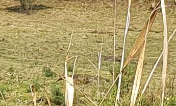 Imagem: FAZENDA A VENDA EM SÃO JOAQUIM REGIÃO