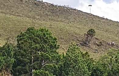 Imagem 2: FAZENDA A VENDA EM SÃO JOAQUIM REGIÃO DAS VINÍCOLAS e Vinhedos