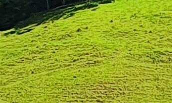 Imagem: Terreno Rural em Tijucas Com Pasto e Área